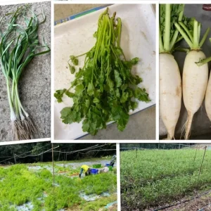 30年老菜圃【 300g/罐】★《(黑到發亮出油》★