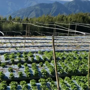 綠橡萵苣【150g/包】