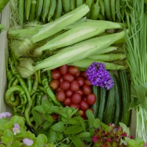 芝麻葉【50g/包】